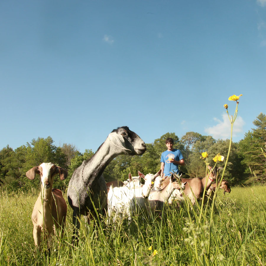 Goats in a field