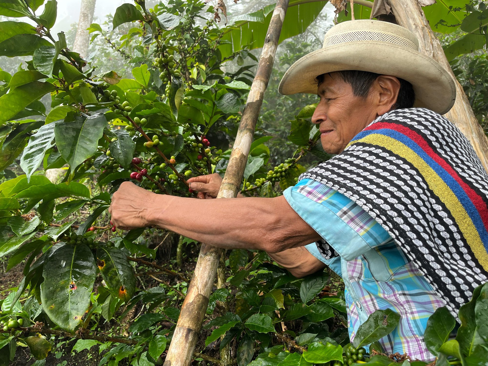 A man picks coffee berries